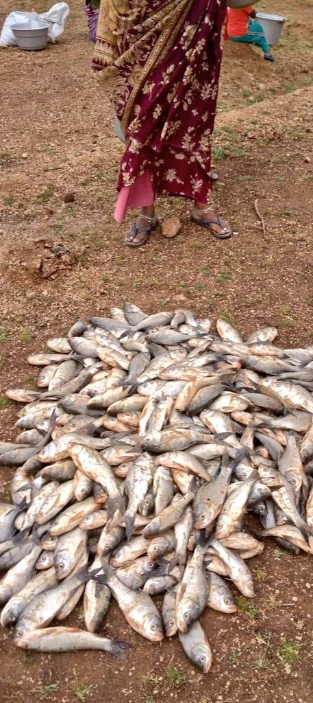 And thats the story of communal living of my village. All that fish!!