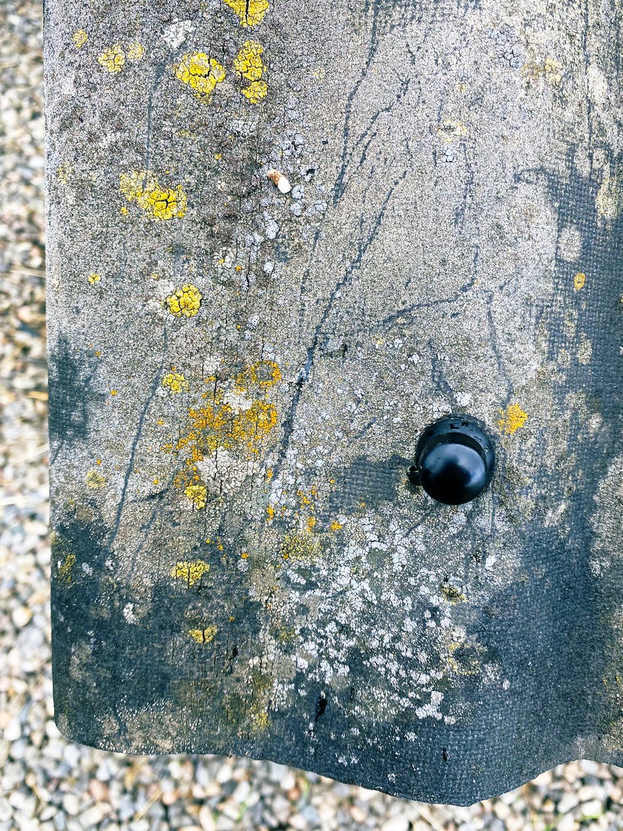 robynwoolston's tweet photo. When I collect the eggs from my chucks each morning I see this #foundlandscape ....and it reminds me of your images @maryfrancesness #henhouse #texture #abstraction https://t.co/hvl8SspiYS