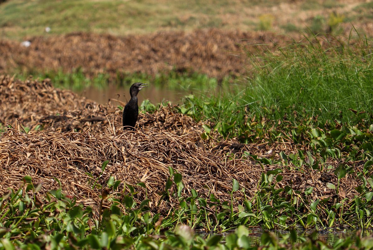 StiveSurya's tweet photo. New one water brid pic capture me @luckey_star10 support my cilck #water #waterbird #waterphotoshoot #waterbirds #newpost https://t.co/449wR90Ru4