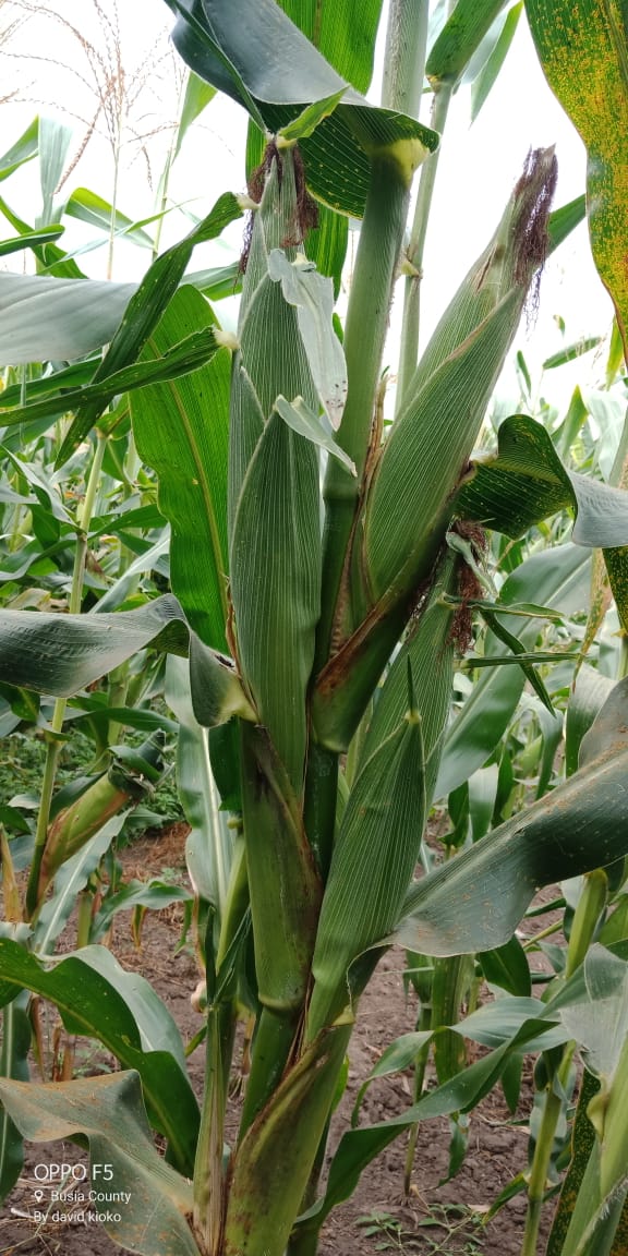 PealAgro's tweet photo. Kishindo is now out to give you tripple cobs despite of its quality of two cobs. https://t.co/KmyogteyVG