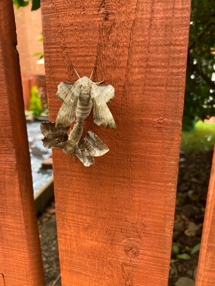 Hawk moths getting it on in our garden 😂😂