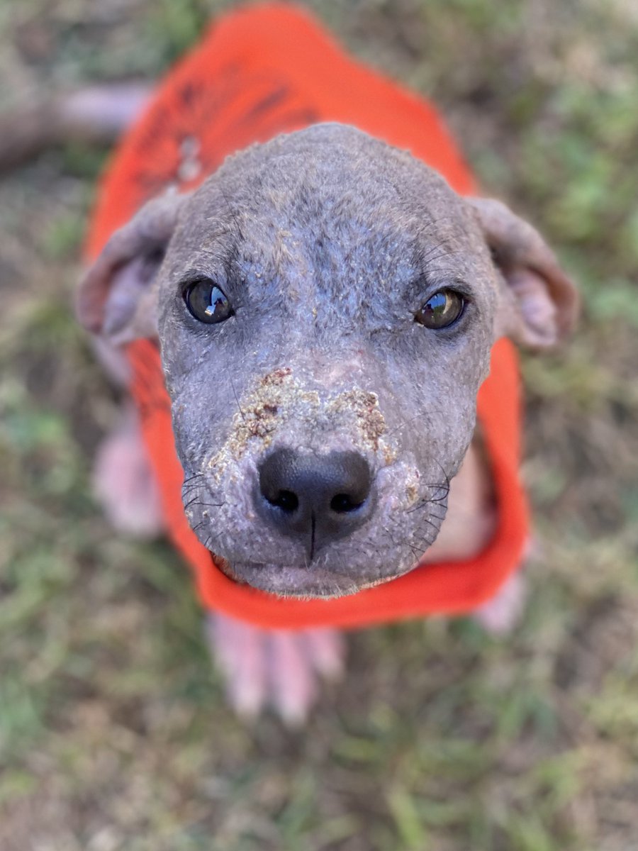 brigidcregar's tweet photo. My @AustinDogRescue foster Mojito. She’s on her way to feeling healthier and furrier! #AdoptDontShop #dogsofatx https://t.co/EqcYjUkm2E