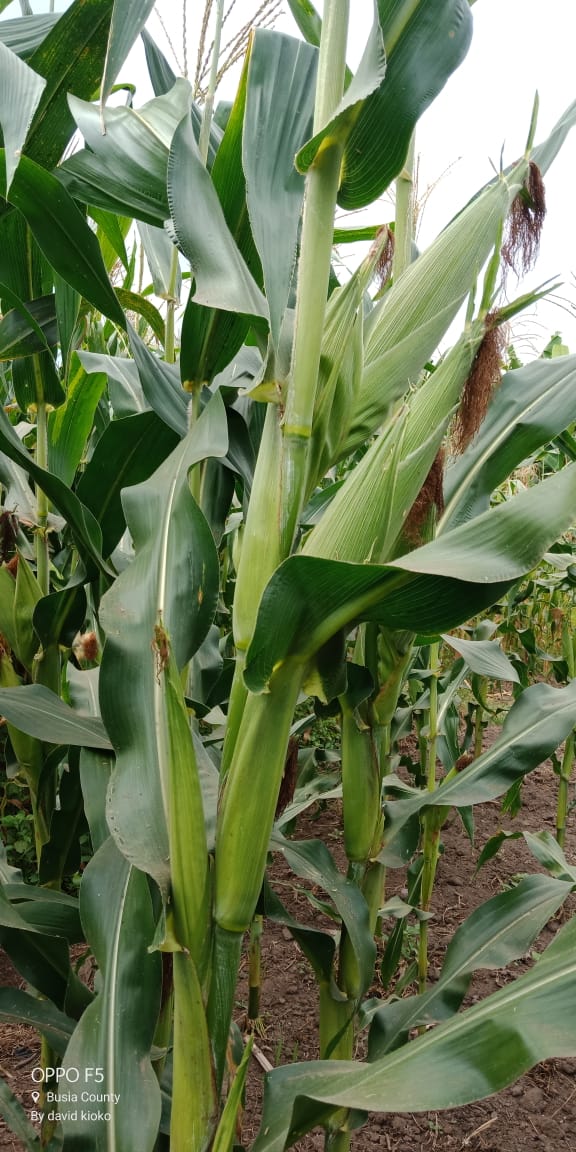 PealAgro's tweet photo. Kishindo is now out to give you tripple cobs despite of its quality of two cobs. https://t.co/KmyogteyVG