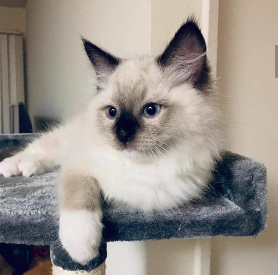 hendery as ragdolls 🐱 tweet media