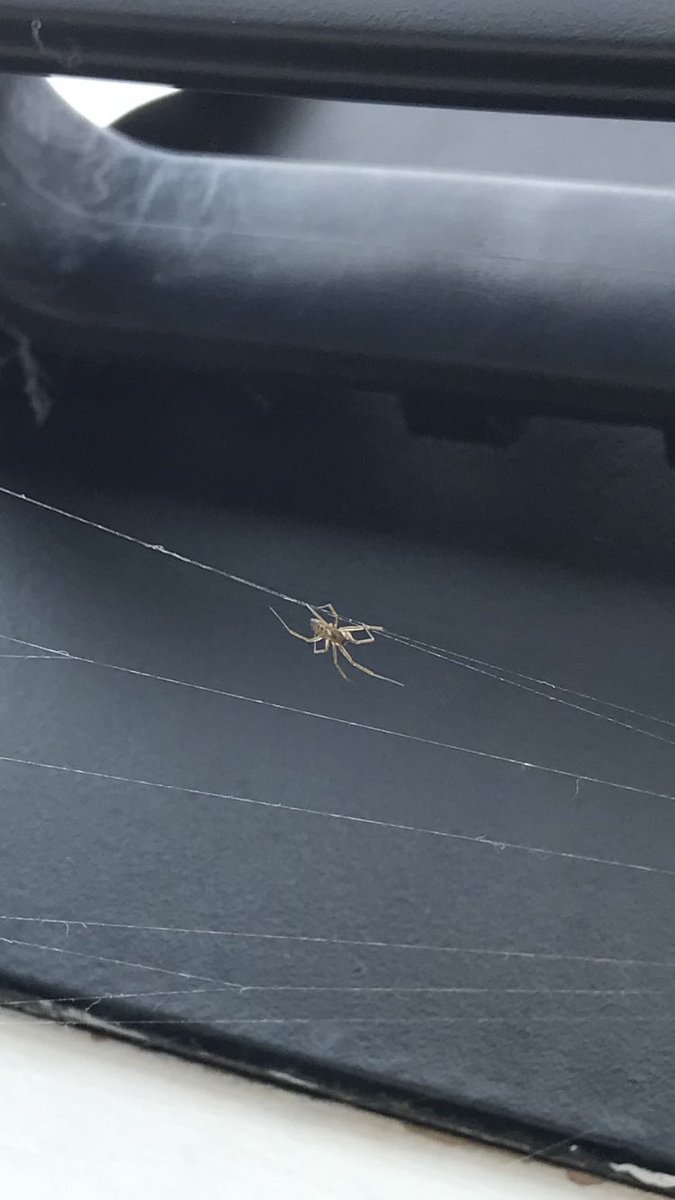 Hi <a href="/BritishSpiders/">BAS</a>. It’s not the best picture, but any ideas what this could be, please? Roughly the size of a grain of rice and has started lodging on the web of a Steatoda.