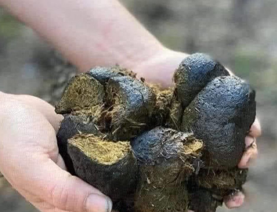 Gator_RonS's tweet photo. Did you know that horse manure protects you from Covid-19?
Take the fresh horse manure&amp;rub your hands with it.
1. Keeps you from touching your nose, eyes, mouth.
2. People will keep at least 6’away
3. No one will want to shake your hand
https://t.co/UjVNOPMzOv’ll  wash your hands https://t.co/GU9WFg7Aku
