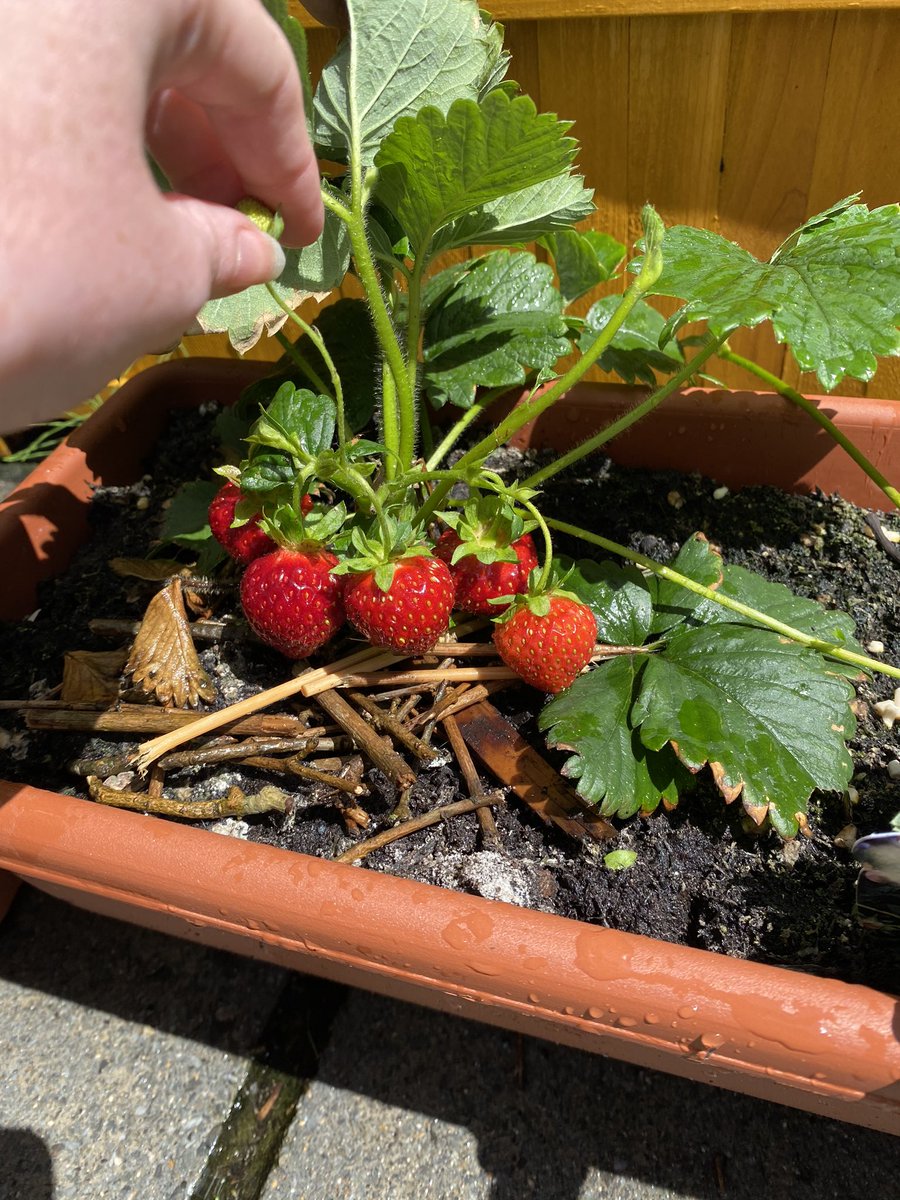 ClodaghLRice's tweet photo. More strawberries from the garden🍓🍓🍓 #lockdownhobbies #growyourown #justaddcream https://t.co/FwVYO5tDNQ
