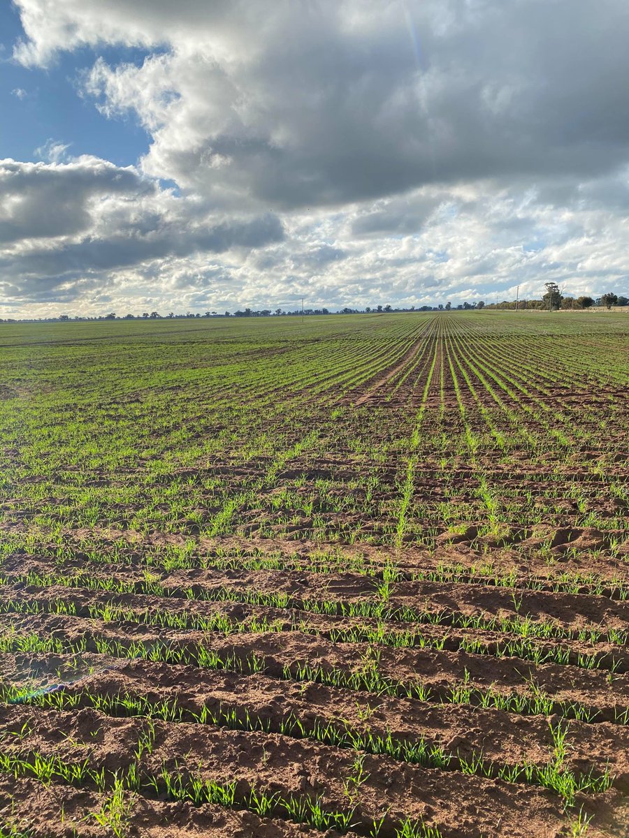 ChellewJames's tweet photo. #Wheat20 #Sceptor 🤞 https://t.co/s13Nv4PSeX