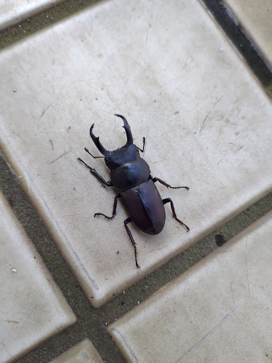 ট ইট র 今日発見した虫たち コクワガタとシロスジカミキリ このクワガタムシの種類 がコクワガタなのか自信が持てなかったので インターネットで見分け方のお勉強をした ট ইট র 今日発見した虫たち コクワガタとシロスジカミキリ このクワガタムシの種類 がコクワガタなのか自信が持てなかったので インターネットで見分け方のお勉強をした