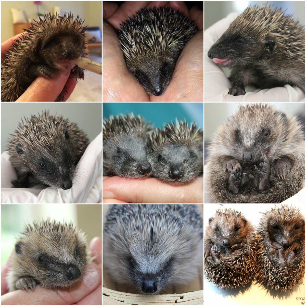 littlesilverhog's tweet photo. Please support if you can. I am almost full now with sick and injured #hedgehogs https://t.co/ImvrxXKe8C https://t.co/ntZdzjqJBS