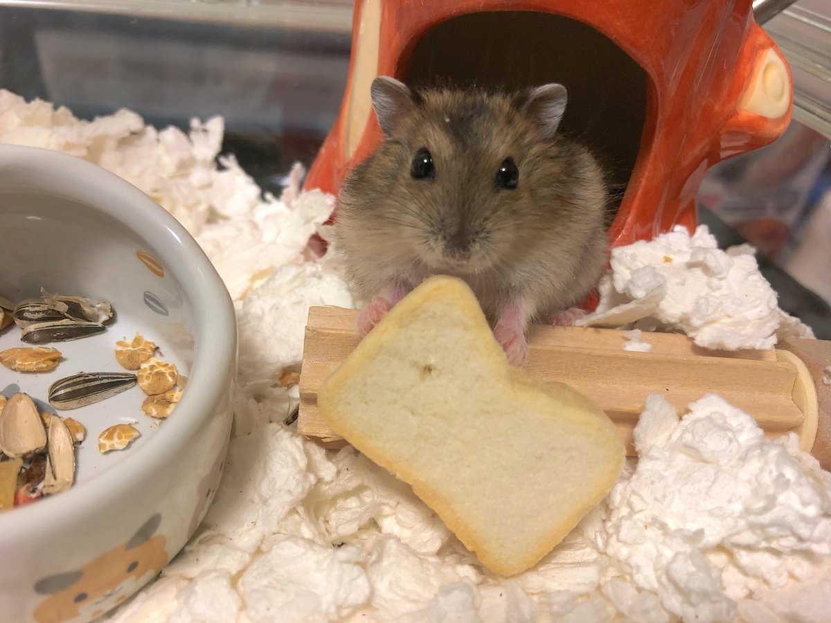 マルカン ハムタ食堂 はむはむ食ぱむ 20g ハムスター リス おやつ 楽天最安値に挑戦 マルカン ハムタ食堂 はむはむ食ぱむ 20g ハムスター リス おやつ 楽天最安値に挑戦