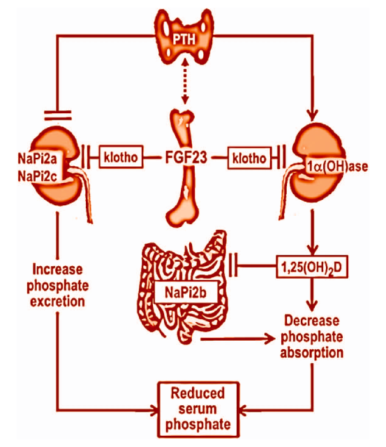 3/All of the above is correct! Also 85% of Phosphate is present in the skeleton! Serum phosphate(Pi) is regulated by several hormones to maintain a normal range of 2.5-4.5mg/dl.