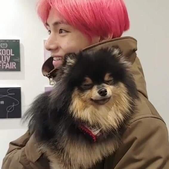 taehyung mentioning yeontan in interviews, praising him, being fond of him and saying no one is a match for "my yeontan"the way he adores this little fluffball is so heartwarming 