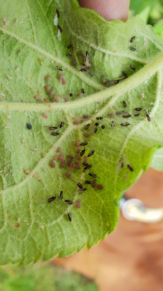 Benj' Thi🇫🇷🍎🥔 tweet media