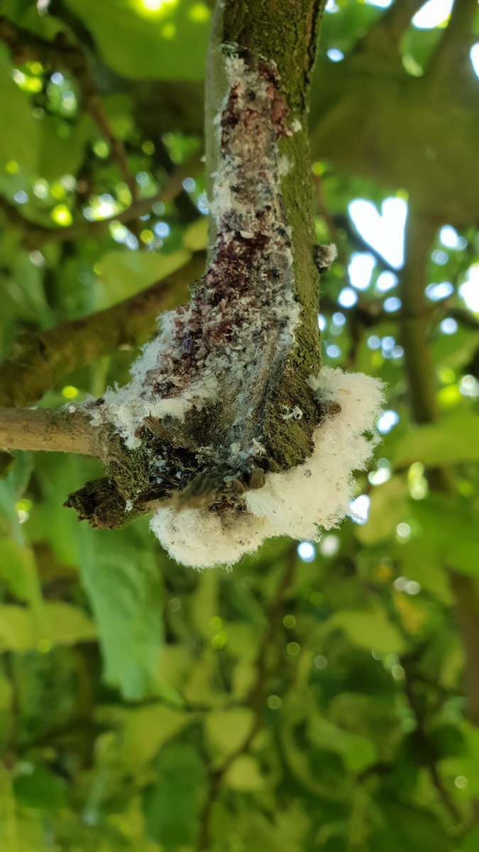 Benj' Thi🇫🇷🍎🥔 tweet media