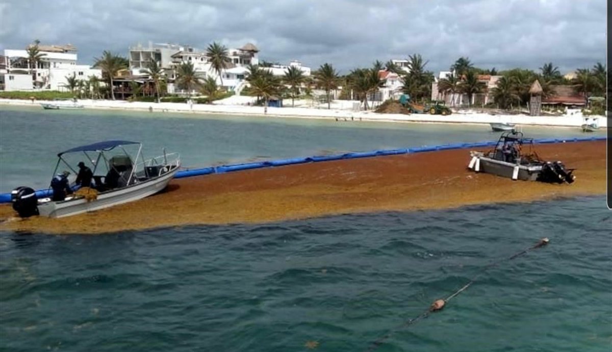 SargazoM's tweet photo. Seguimos inclusive los domingos laborando coordinados con @SEMAR_mx
@DakatsoGrupo trabajando sin descanso para la gestión del sargazo en Quintana Roo
#sargazo #sargazosolutions #seaweed #sargassum https://t.co/OSr47AxMEA