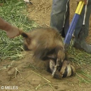 PatronStAnimals's tweet photo. 2/5 "Nous qui appartenons à l'immense majorité des Français indignée par les chasses traditionnelles qui sont stress et tortures pour les animaux, participation active à l'effondrement de la biodiversité, et expression d'un plaisir malsain à faire souffrir des êtres faibles et... https://t.co/yHpMMX7Vrk