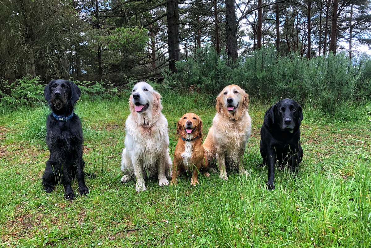 alfiewoofwoof's tweet photo. Social Sunday with Olly, Penny, Charlie, Sophie &amp; a Stinker 😱  Brilliant to see my buds after FOREVER apart https://t.co/WGo2s49WPB