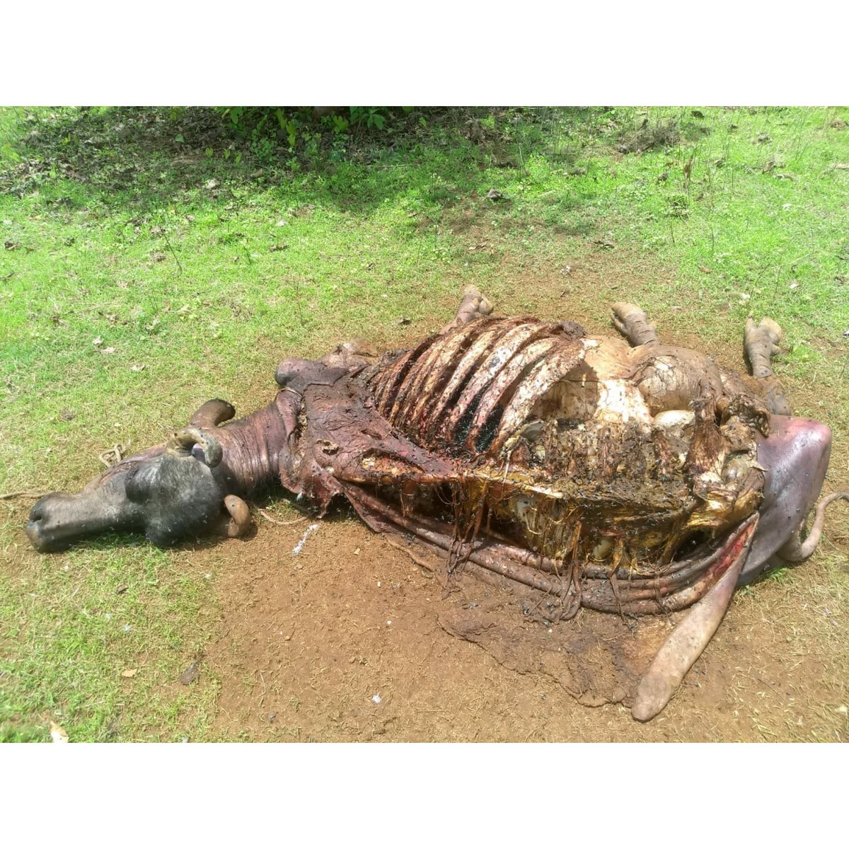 teamSEESCAP's tweet photo. Report on #teamSEESCAP 's efforts regarding the In Situ Vulture Conservation project of Mhasala after the disruption caused by #NisargaCyclone. Check it out now!
Facebook: https://t.co/CXq27dVriQ
Instagram: https://t.co/5PQPS6wJMb https://t.co/8k706c95Gx