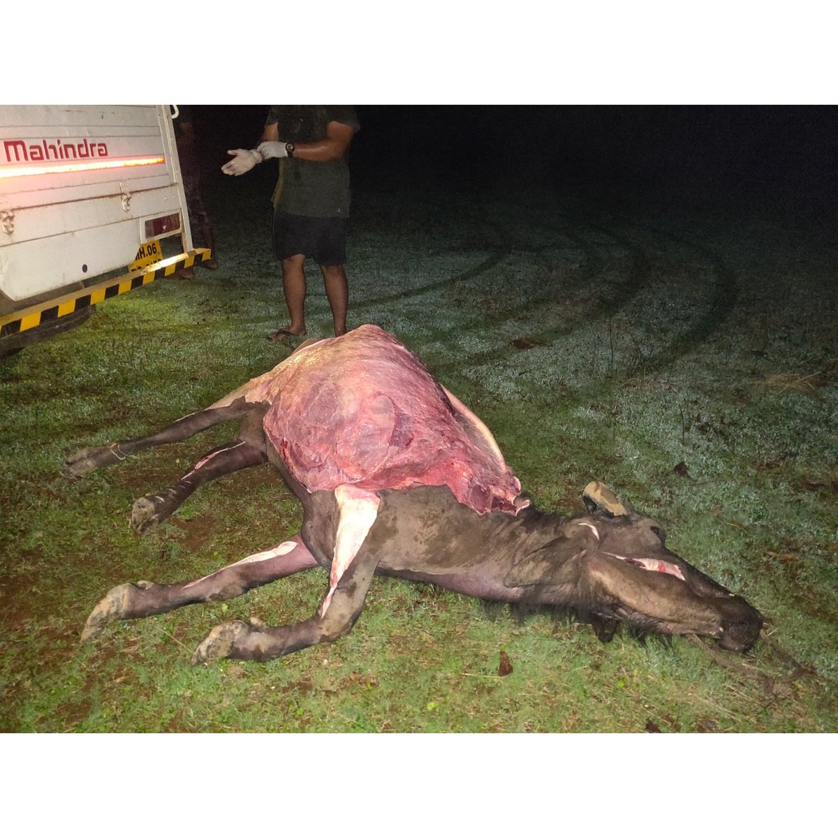 teamSEESCAP's tweet photo. Report on #teamSEESCAP 's efforts regarding the In Situ Vulture Conservation project of Mhasala after the disruption caused by #NisargaCyclone. Check it out now!
Facebook: https://t.co/CXq27dVriQ
Instagram: https://t.co/5PQPS6wJMb https://t.co/8k706c95Gx