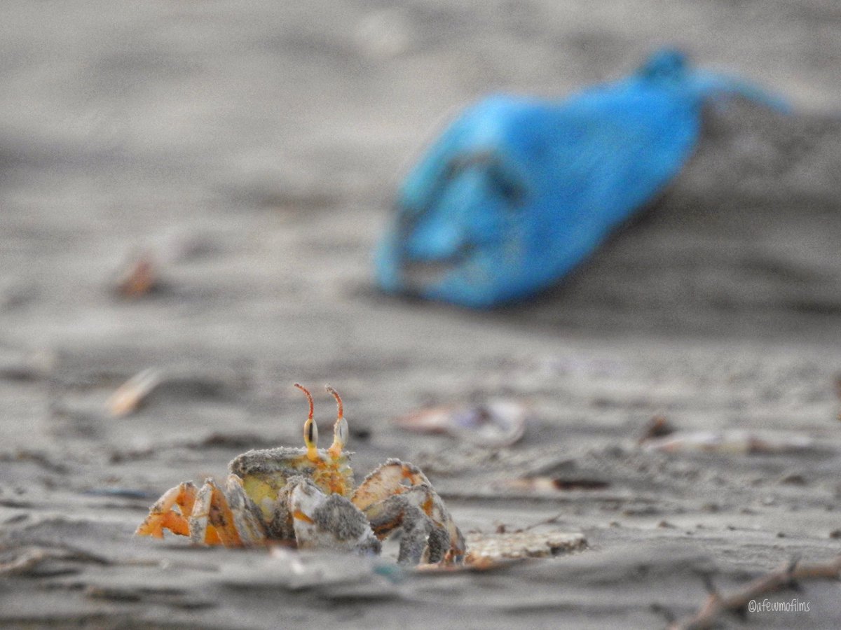 I’m sorry, crab. What we’re doing to you and your fellow critters is a crime against wildlife and the environment. We feel entitled to plant grass and palm trees on your home, build buildings to sell joras, burgers and arcade games, drive vehicles over you, we do not have a heart