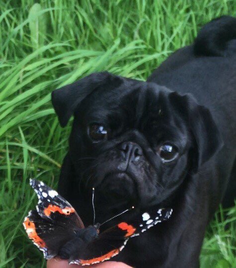 Happy Father’s Day daddy! @rob_clowes #pugdad
