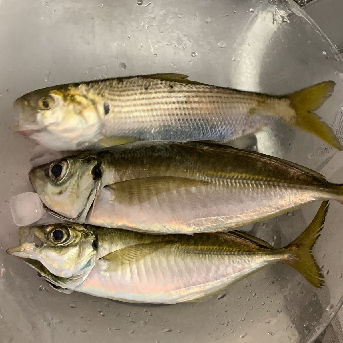 ウロコちゃん 釣りとご飯 今日はタコ 5 コノシロ 1 シーバス 1 写真は彼の釣ったのも混ざってる 餌なしサビキ してたらシーバスとコノシロがスレ掛かりした そして肝心の鯵は釣れず 本日の釣果 真蛸 シーバス コノシロ 海釣り 船釣り