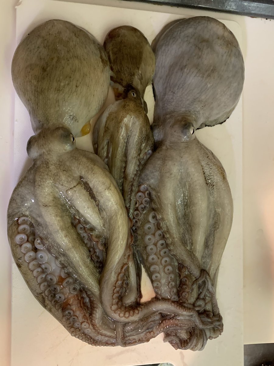 ウロコちゃん 釣りとご飯 今日はタコ 5 コノシロ 1 シーバス 1 写真は彼の釣ったのも混ざってる 餌なしサビキ してたらシーバスとコノシロがスレ掛かりした そして肝心の鯵は釣れず 本日の釣果 真蛸 シーバス コノシロ 海釣り 船釣り