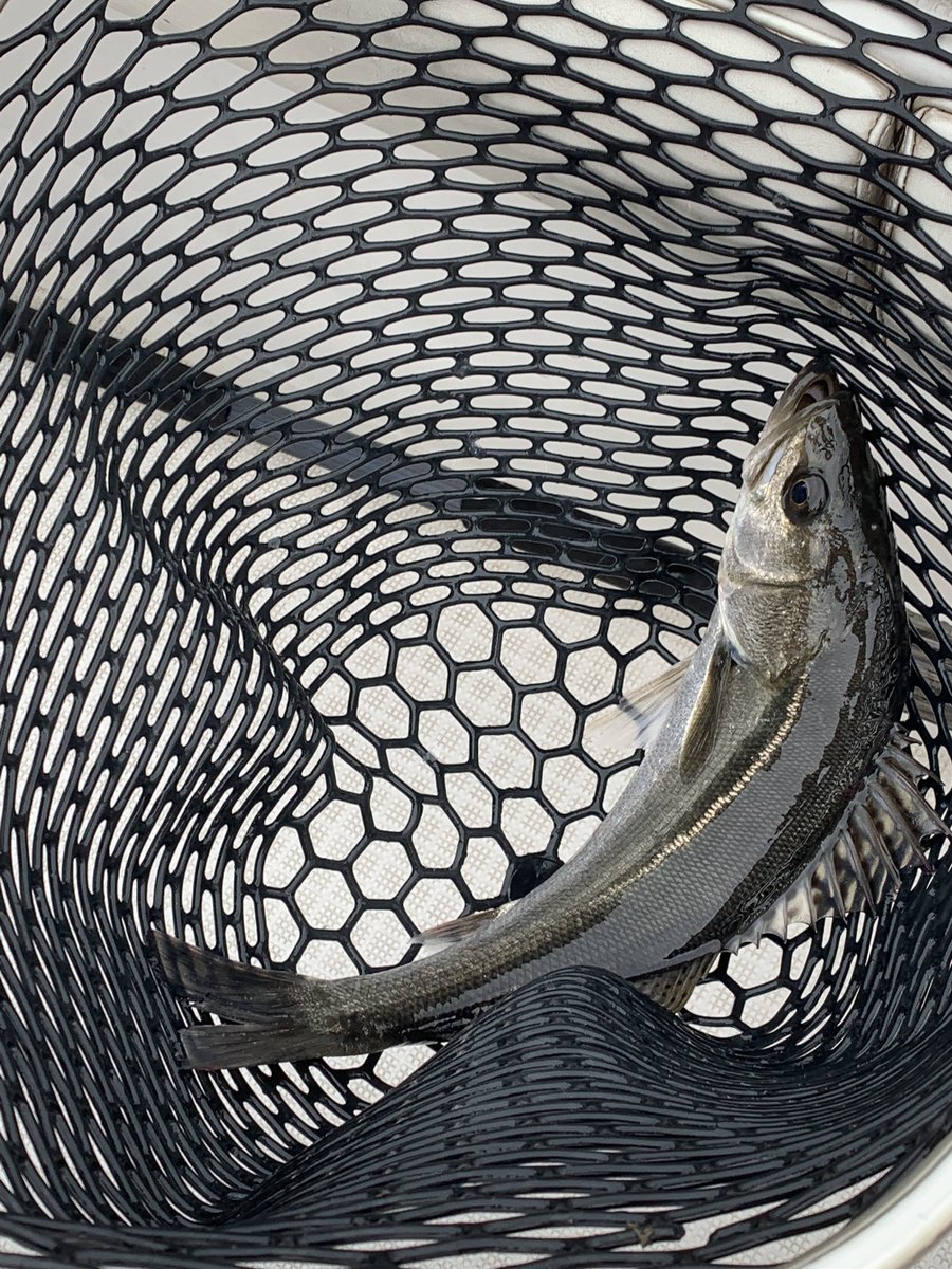ウロコちゃん 釣りとご飯 今日はタコ 5 コノシロ 1 シーバス 1 写真は彼の釣ったのも混ざってる 餌なしサビキ してたらシーバスとコノシロがスレ掛かりした そして肝心の鯵は釣れず 本日の釣果 真蛸 シーバス コノシロ 海釣り 船釣り