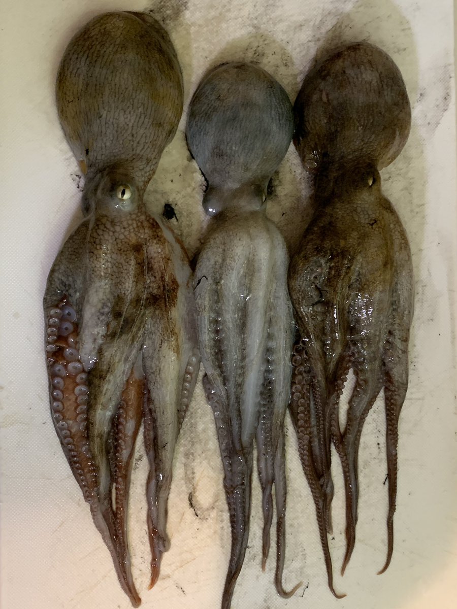 ウロコちゃん 釣りとご飯 今日はタコ 5 コノシロ 1 シーバス 1 写真は彼の釣ったのも混ざってる 餌なしサビキ してたらシーバスとコノシロがスレ掛かりした そして肝心の鯵は釣れず 本日の釣果 真蛸 シーバス コノシロ 海釣り 船釣り