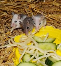 BetsyMouse's tweet photo. The triplets are making breakfast for dad.  Happy Father’s Day to the best daddy ever.  We love you @LarryMouseAtZoo #FirstFatherDay https://t.co/JmJQVewmbG