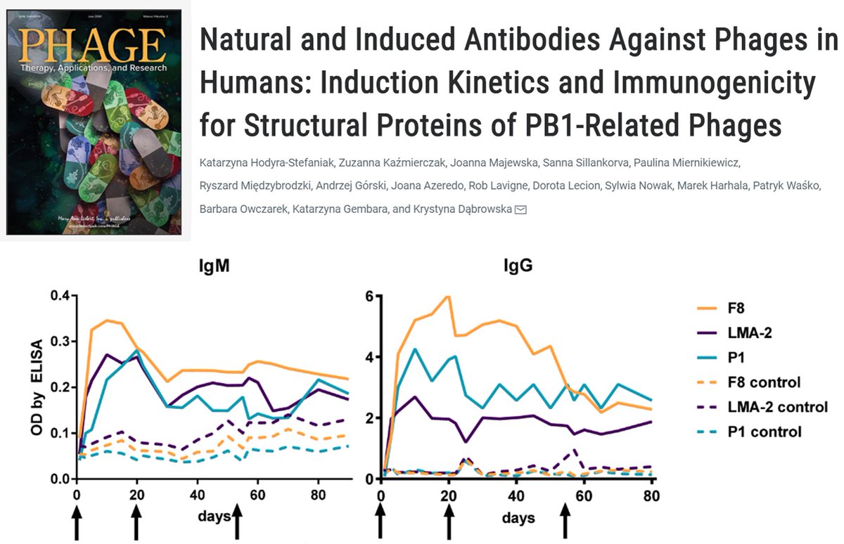 RobLavigne1's tweet photo. Tracking #Antibodies in #healthy #humans &amp; #phagetherapy #patients over 80-day periods: related #phage can be complementary for treatment of #pseudomonas! We need large &amp; redundant phage cocktail libraries! #Research with Dabrowska group in @PHAGEJournal : https://t.co/LXyTKu8ziN https://t.co/cn5nw0nkw2