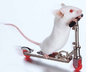 BetsyMouse's tweet photo. We found this little scooter for @LarryMouseAtZoo for Father’s Day. My brothers son Mikey put it together for us and tested it out. @MommyMei98 helped us get a little helmet and knee pads for him also. Plus helmets for the kids too. #FirstFatherDay https://t.co/f0pDuanxus