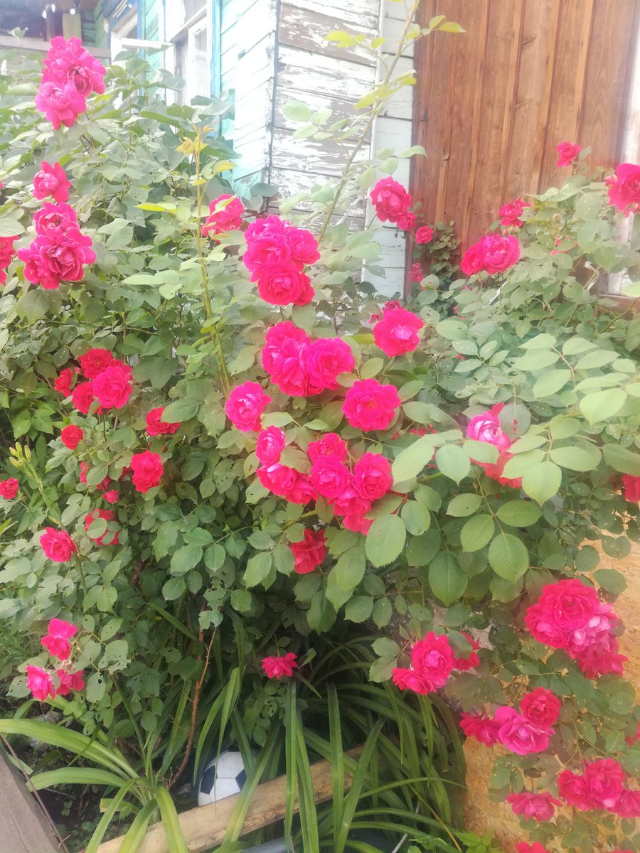 lesjaolesja1's tweet photo. Немного красоты цветочной в ленту!!! https://t.co/xC5SM1tj5s