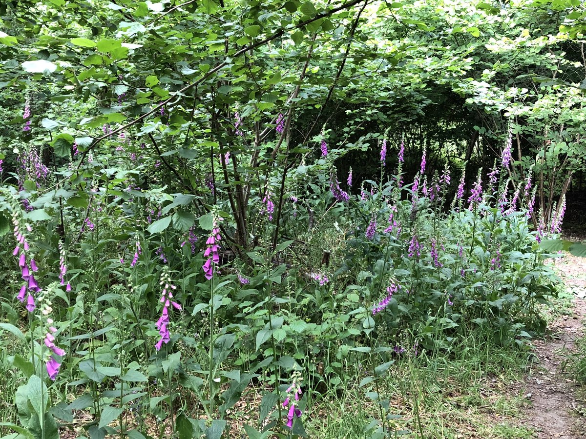 Fabulous 4 foxgloves