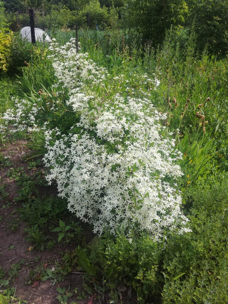 Немного красоты цветочной в ленту!!!