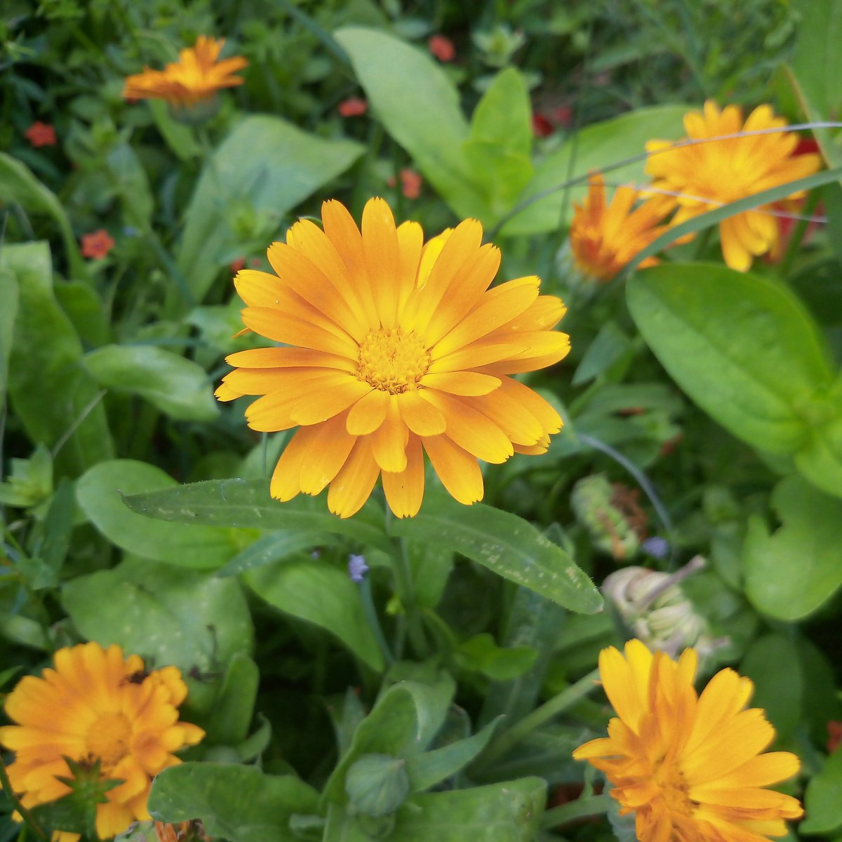 PoggioMonte's tweet photo. Here at Poggio we collect wild flowers and make #herbalteas #oils #soaps and use them in our cooking #wildfood #wildmaremma #vacanzaitaliana https://t.co/hyN54KYihf