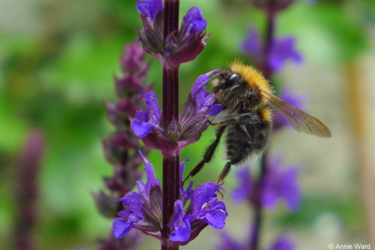 BumblebeeTrust's tweet photo. Take a look at our Beekind tool and score your garden's bee-friendliness 🌻 https://t.co/q28F7LitOK What can you do to improve your score? 

#Beekind #beefriendly https://t.co/xYp5SjkdPY