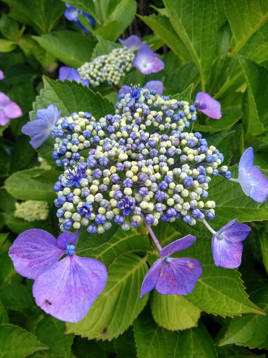 紫陽花（なんていう種類だろう）
