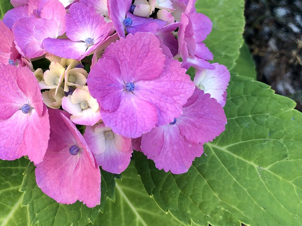 55_kaku's tweet photo. いつもの通り道にひっそり咲いてた小さな紫陽花✼*✲*✻*
#紫陽花
#あじさい
#道端に咲く https://t.co/QZQbGaOt4R