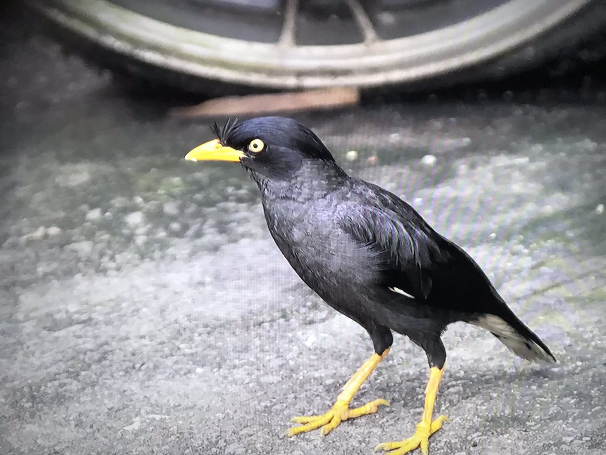 arjenuijterlind's tweet photo. “The Migrant, a bird on the run” - multimedia project by Dutch photographer Anaïs López, now on show in @NL_Fotomuseum. 📷 A touching & confronting story about a bird’s remarkable life course. Watch the series🎬 👉
https://t.co/aKF6JloPEW #TheMigrant @Filmfonds @freepressunltd https://t.co/EmW4LxOfVN