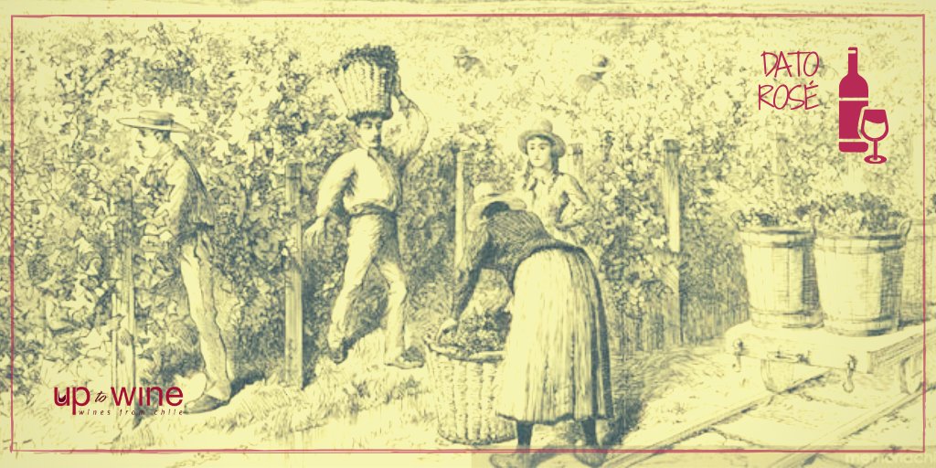 ¿Sabías que la primera vendimia en Chile ocurrió hace casi cinco siglos?
Registros indican que en 1551 Pedro de Valdivia en su carta al rey de España ya informaba....
Más info en el link ow.ly/cPpC30qS2Tu
#datorose #historiadechile #UptoWine #vinoschilenos #winesfromchile