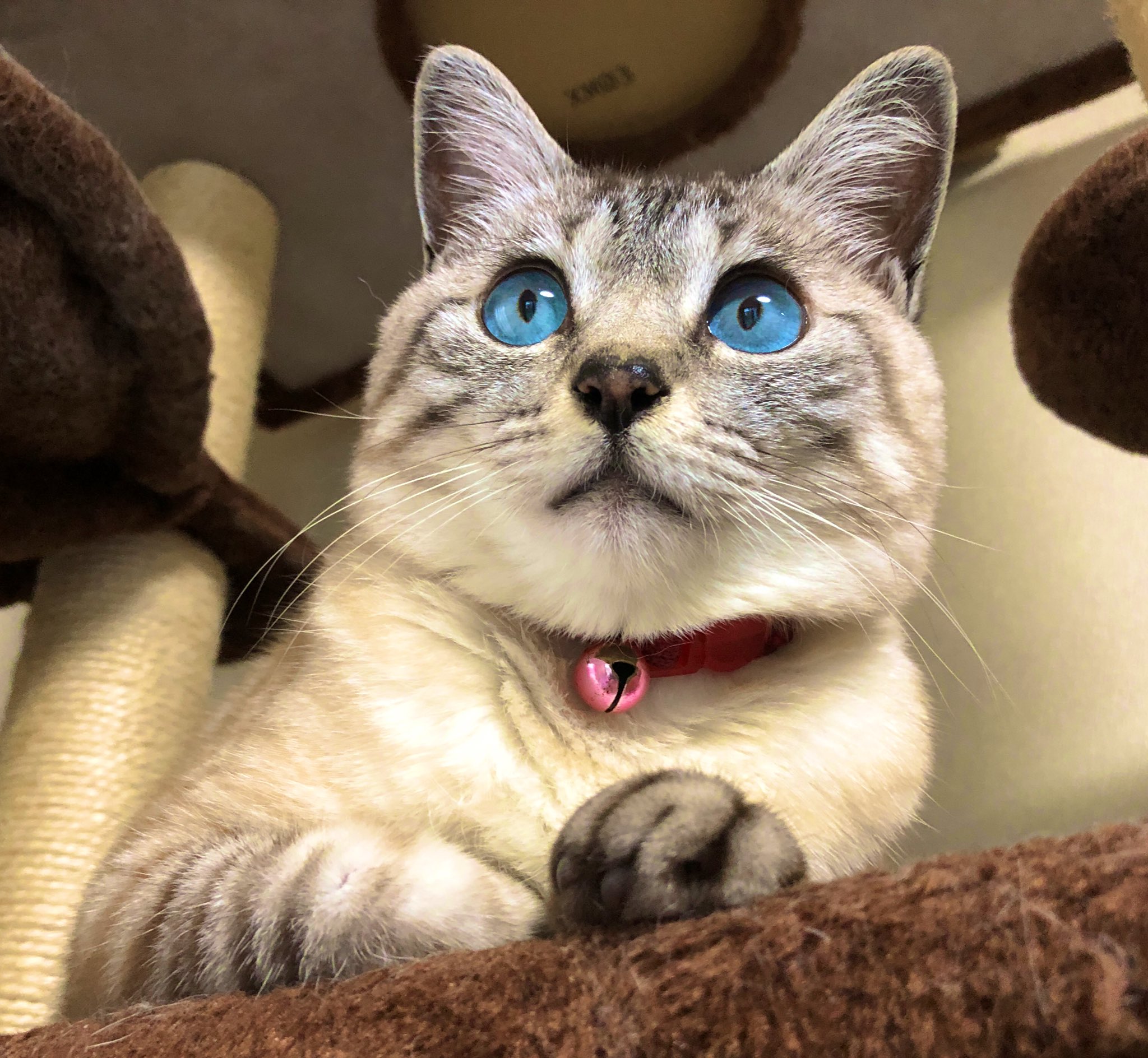 おしけん 愛猫ナツ 体重3キロちょっとの小柄なメスのシャムトラです 保護猫です T Co Swkuagviqa Twitter