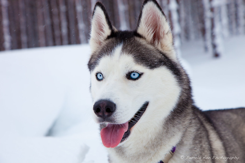 Cutest Dogs ever tweet media