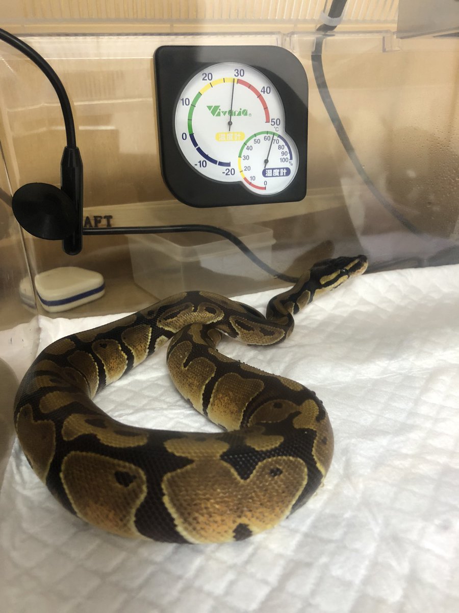 りんちゃん きーちゃん日記 2bj7upucfufevpx Twitter