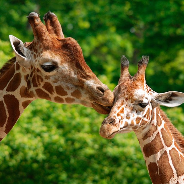 Today is #WorldGiraffeDay, a day to celebrate the tallest animal on the longest day or night of the year. Not only is it a worldwide celebration of these amazing and much-loved animals, but an annual event to raise support, create awareness and shed light on the challenges giraff