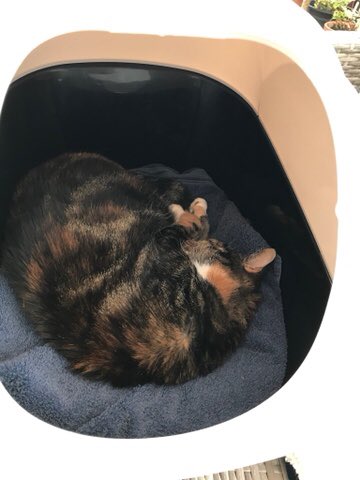 poshncfc's tweet photo. Today we have a new teenager as it’s Millie’s thirteenth birthday! Just hope she doesn’t get too much teenage attitude!! https://t.co/4joBNUTJVS