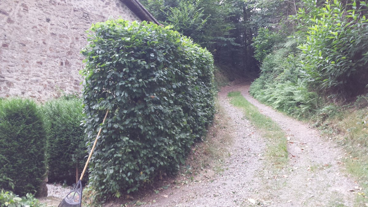Before and then after hedge cutting in Les Salles Lavauguyon.
