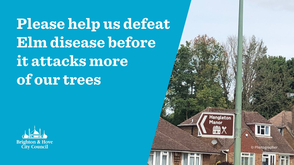 BrightonHoveCC's tweet photo. Our city is facing the highest rate of Elm disease in 10 years due to the recent warm weather. 
It could devastate our 17,000 Elms.
You can help by becoming an extra pair of eyes and reporting any Elms you believe may be infected.
Please find out more at https://t.co/0jNPaaJWNx https://t.co/FO5MvfVzbJ