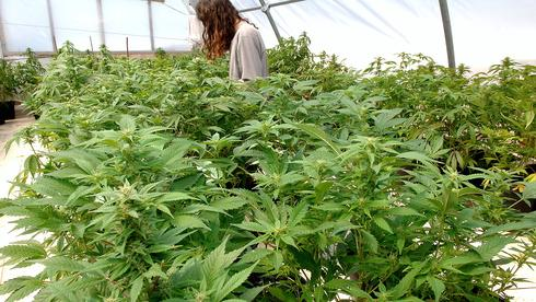 THEMMEXCHANGE's tweet photo. Israel to decriminalize personal use of cannabis 

https://t.co/FbD7YeW410 #MME #marijuana #cannabis #Israel https://t.co/TdalXrOY9u